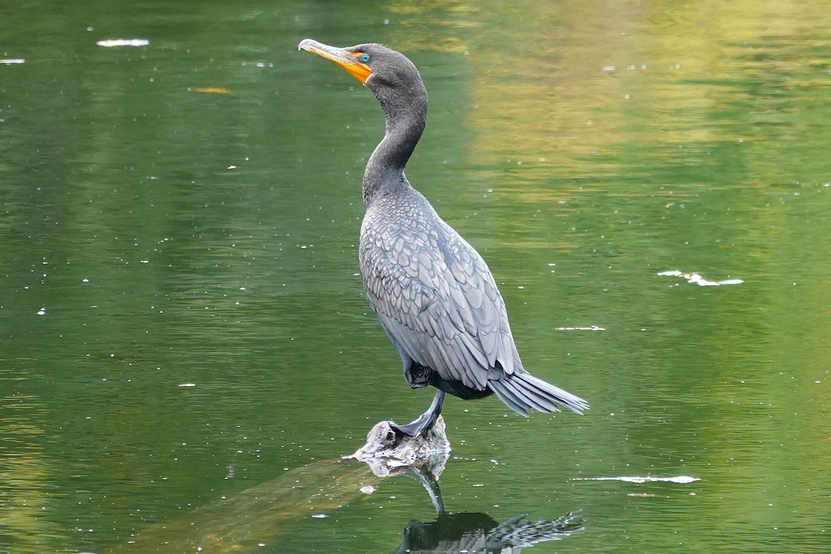Double-crested Cormorant - ML642437782