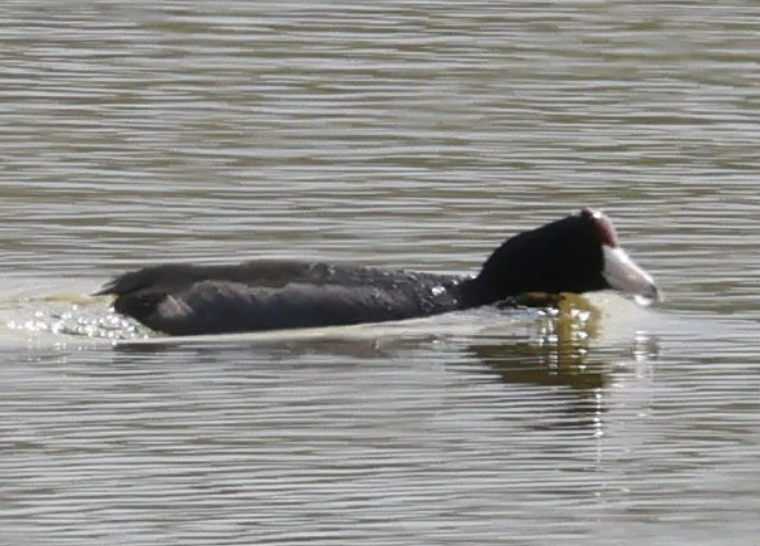 Hawaiian Coot - ML642437808