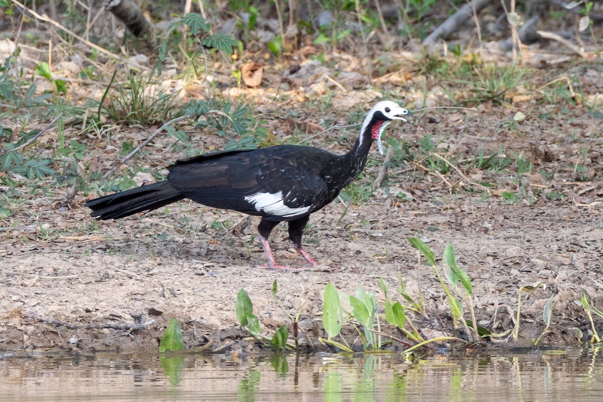Red-throated Piping-Guan - ML642437811