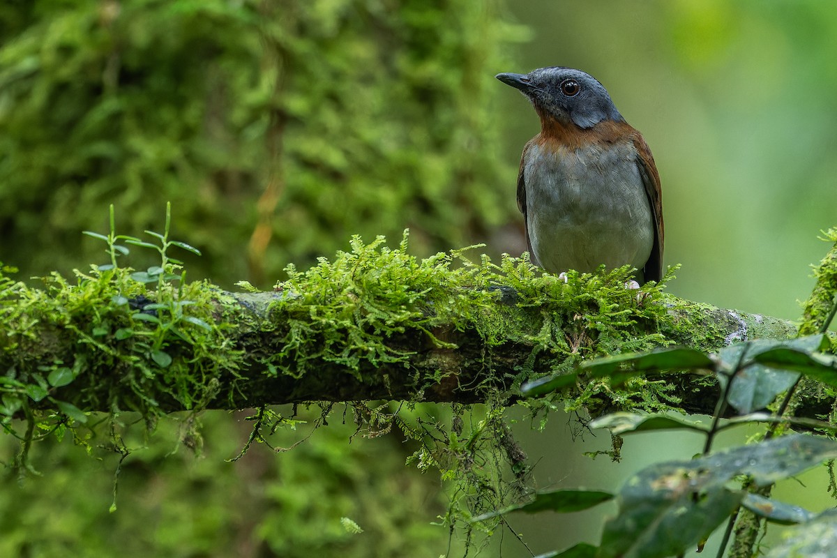 rødstrupealete - ML642437834