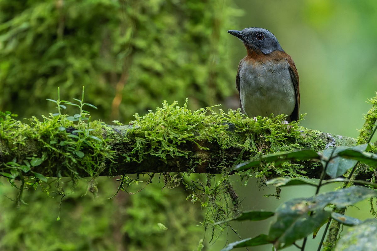 rødstrupealete - ML642437836