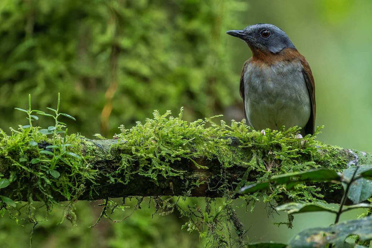 rødstrupealete - ML642437837