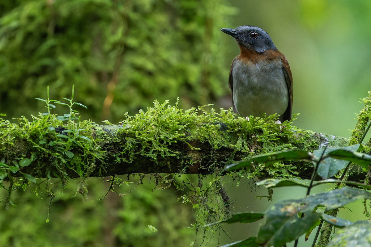 rødstrupealete - ML642437838