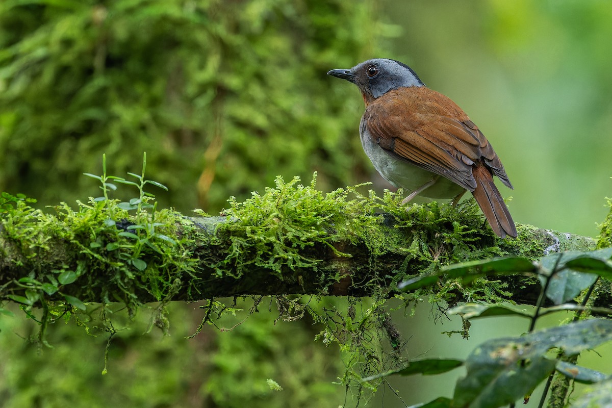 rødstrupealete - ML642437841