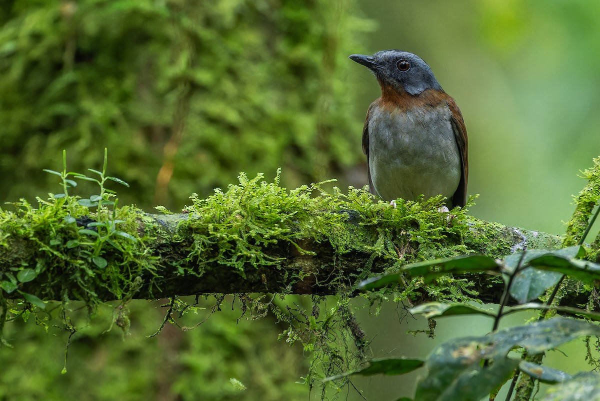 rødstrupealete - ML642437842