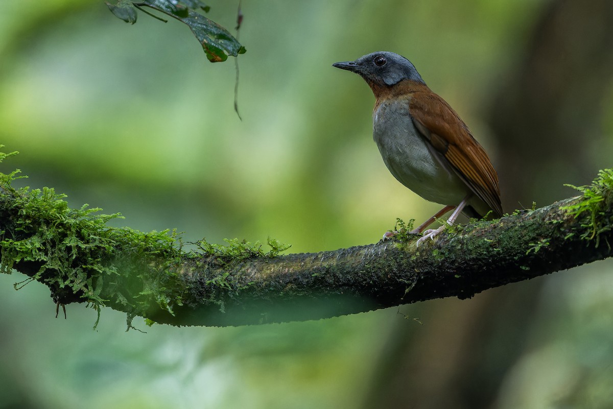 rødstrupealete - ML642437843