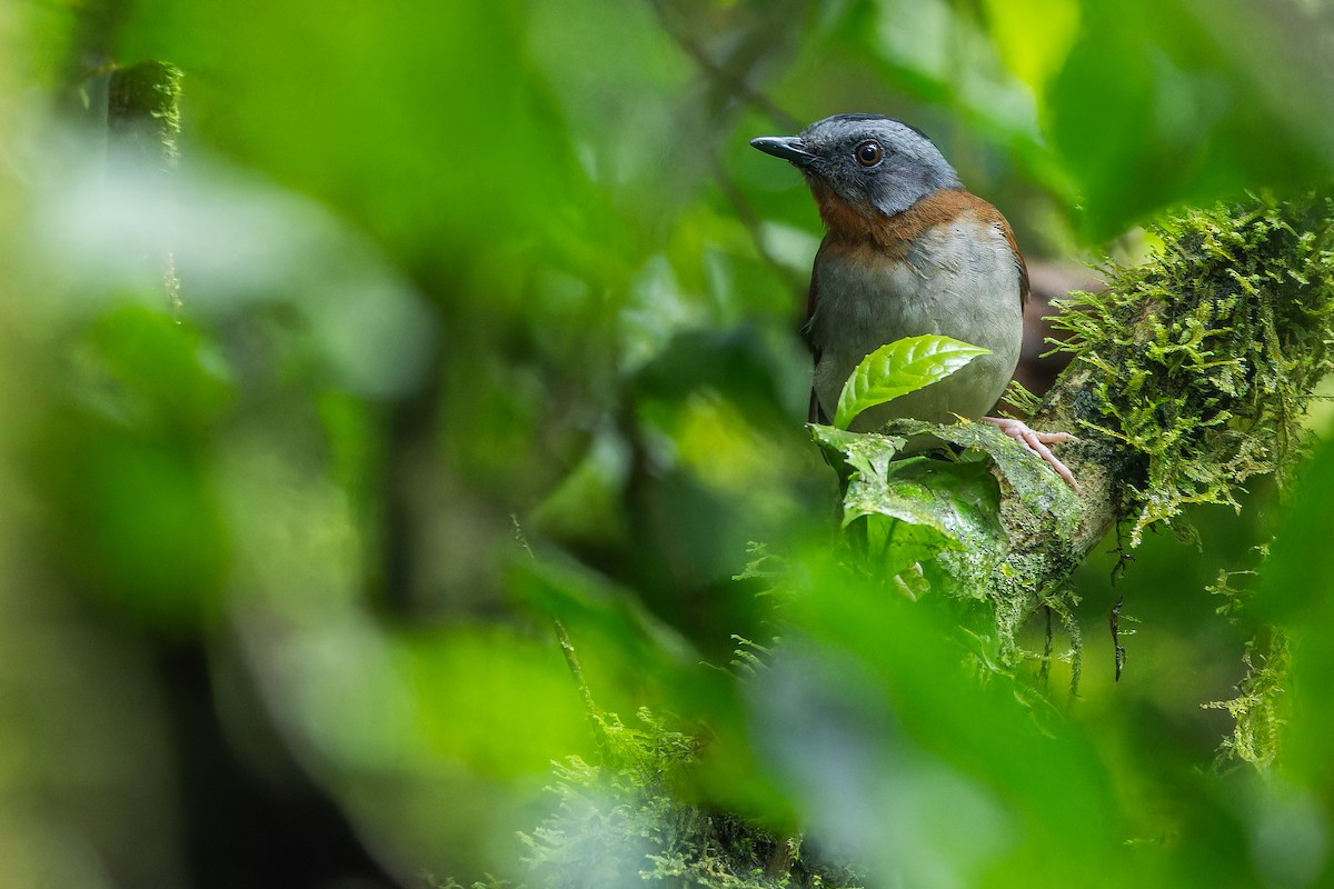 rødstrupealete - ML642437844