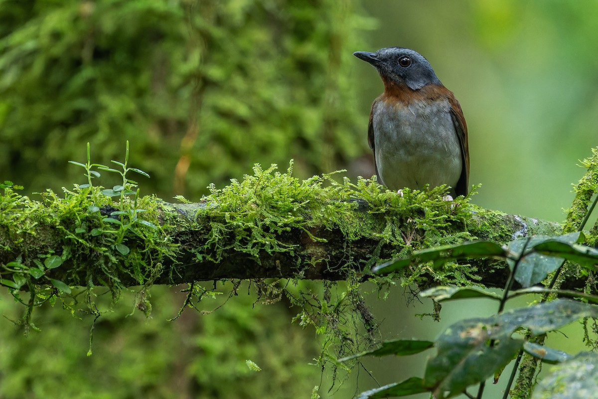 rødstrupealete - ML642437846