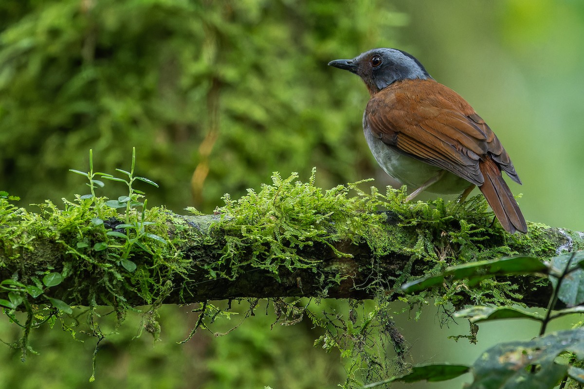 rødstrupealete - ML642437847