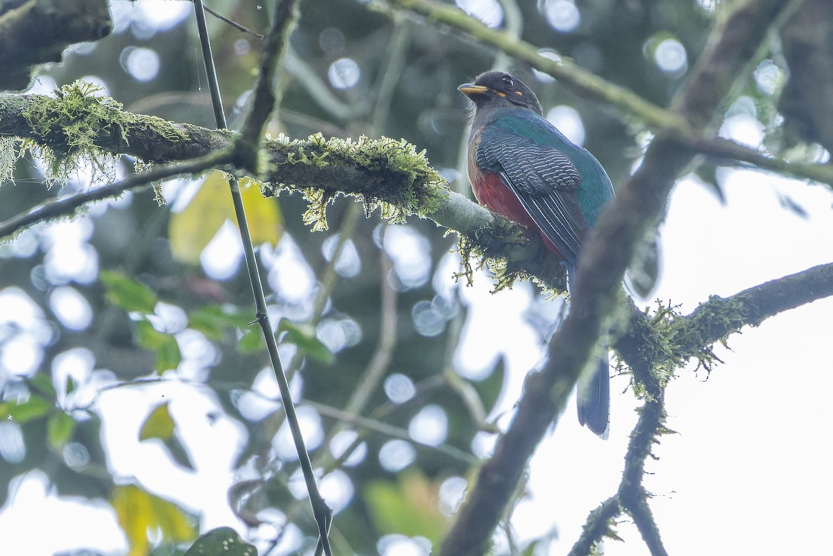 Bar-tailed Trogon - ML642437852