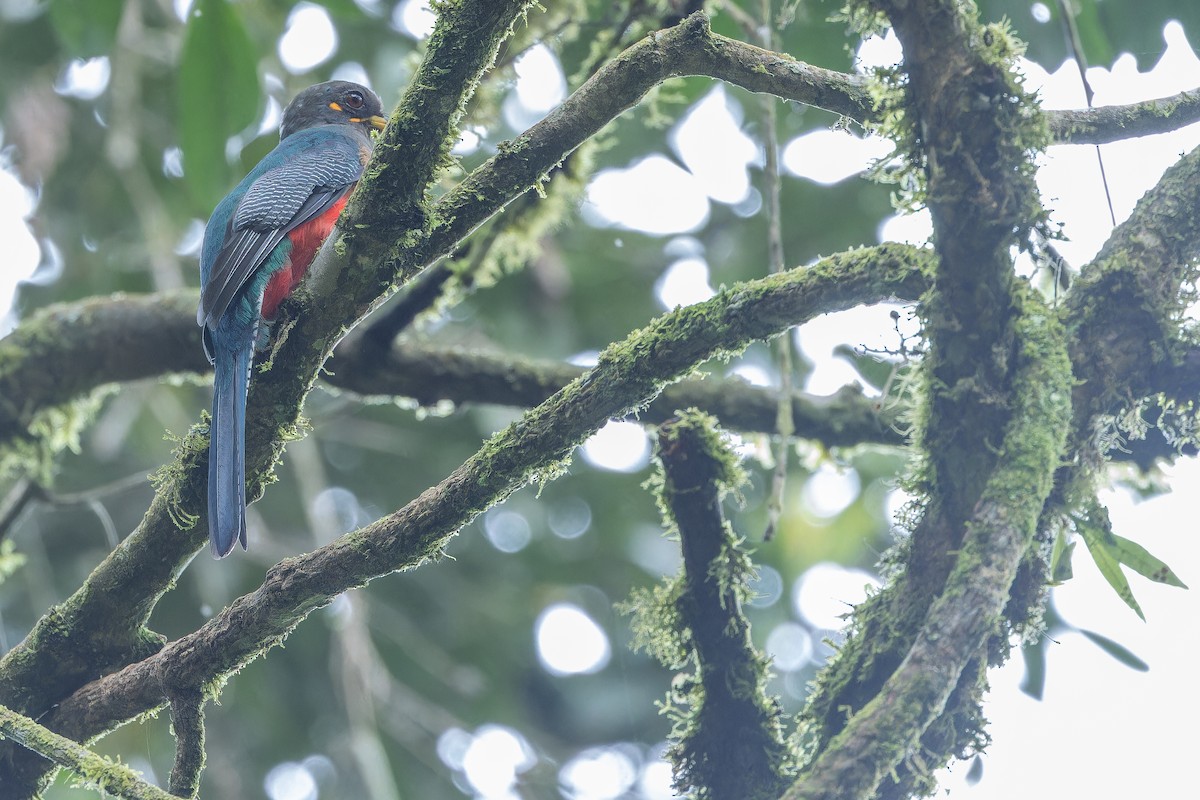 Bar-tailed Trogon - ML642437853