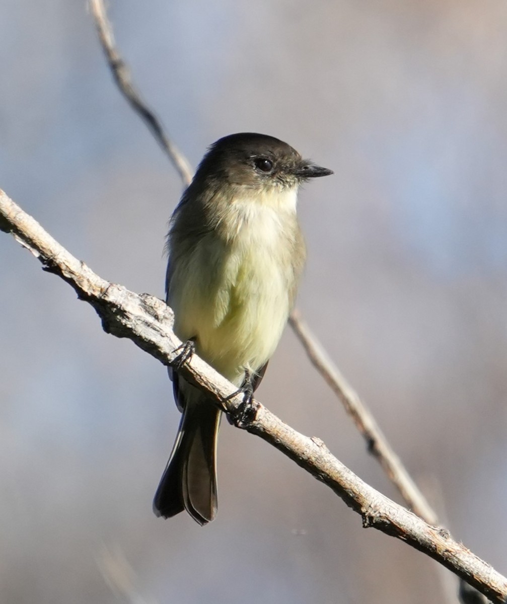 Eastern Phoebe - ML642437856