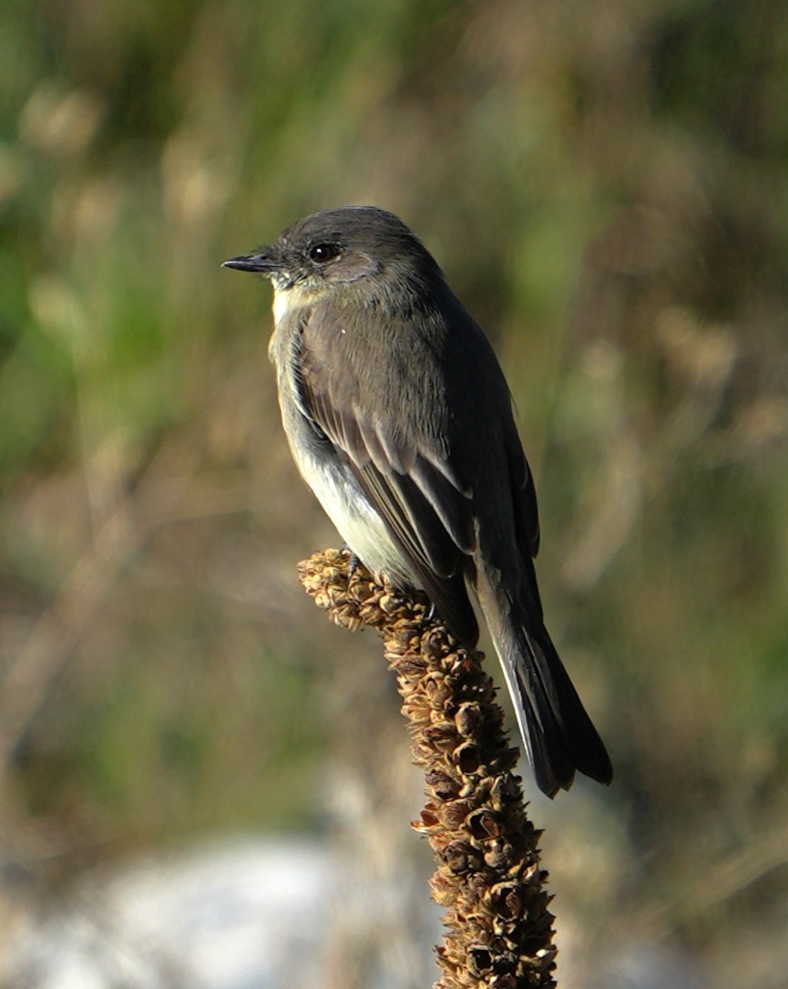 Eastern Phoebe - ML642437857