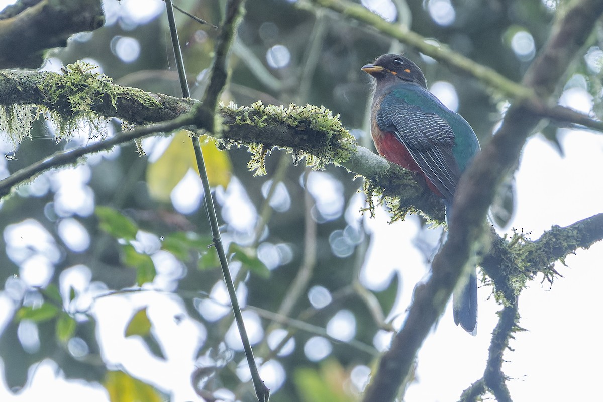 Bar-tailed Trogon - ML642437858