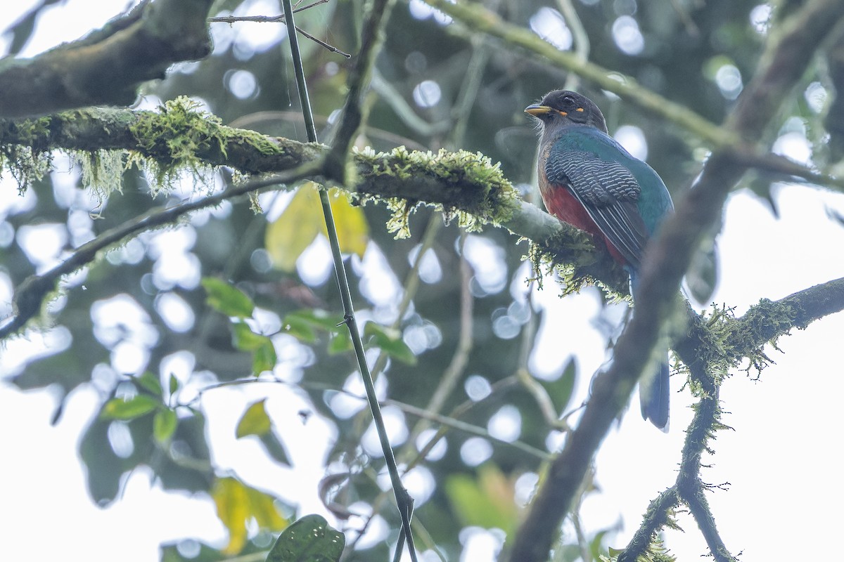Bar-tailed Trogon - ML642437859