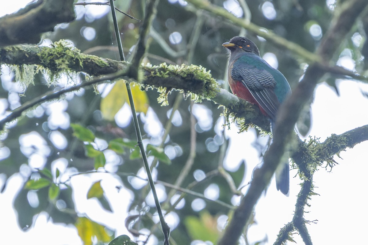 Bar-tailed Trogon - ML642437860