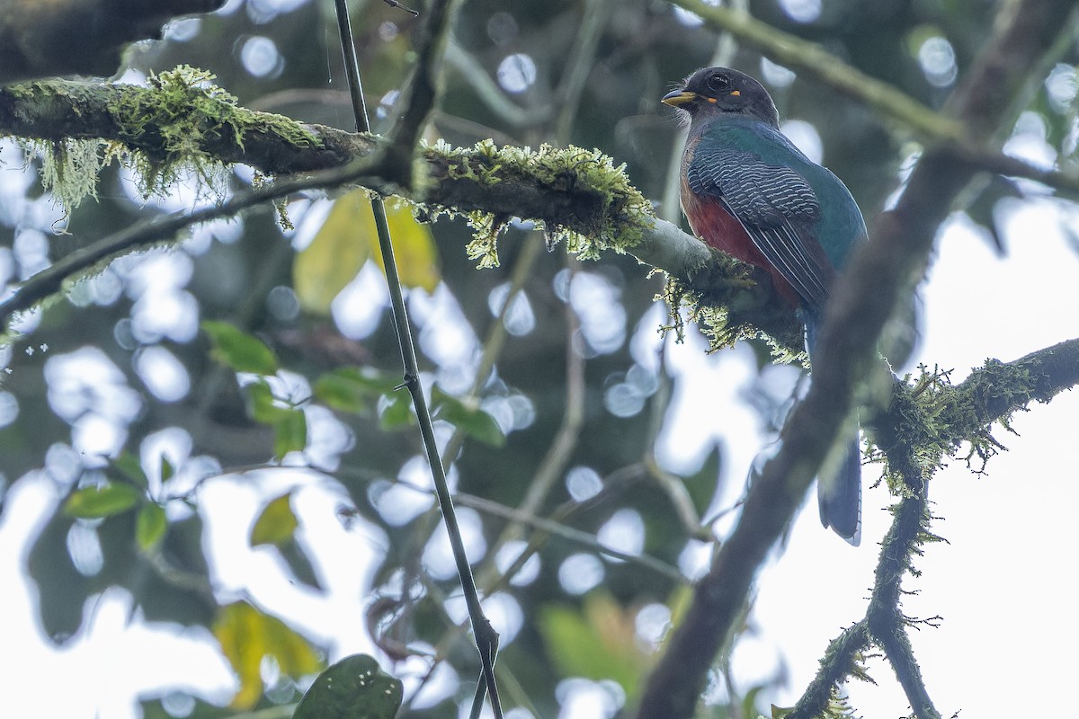 Bar-tailed Trogon - ML642437861