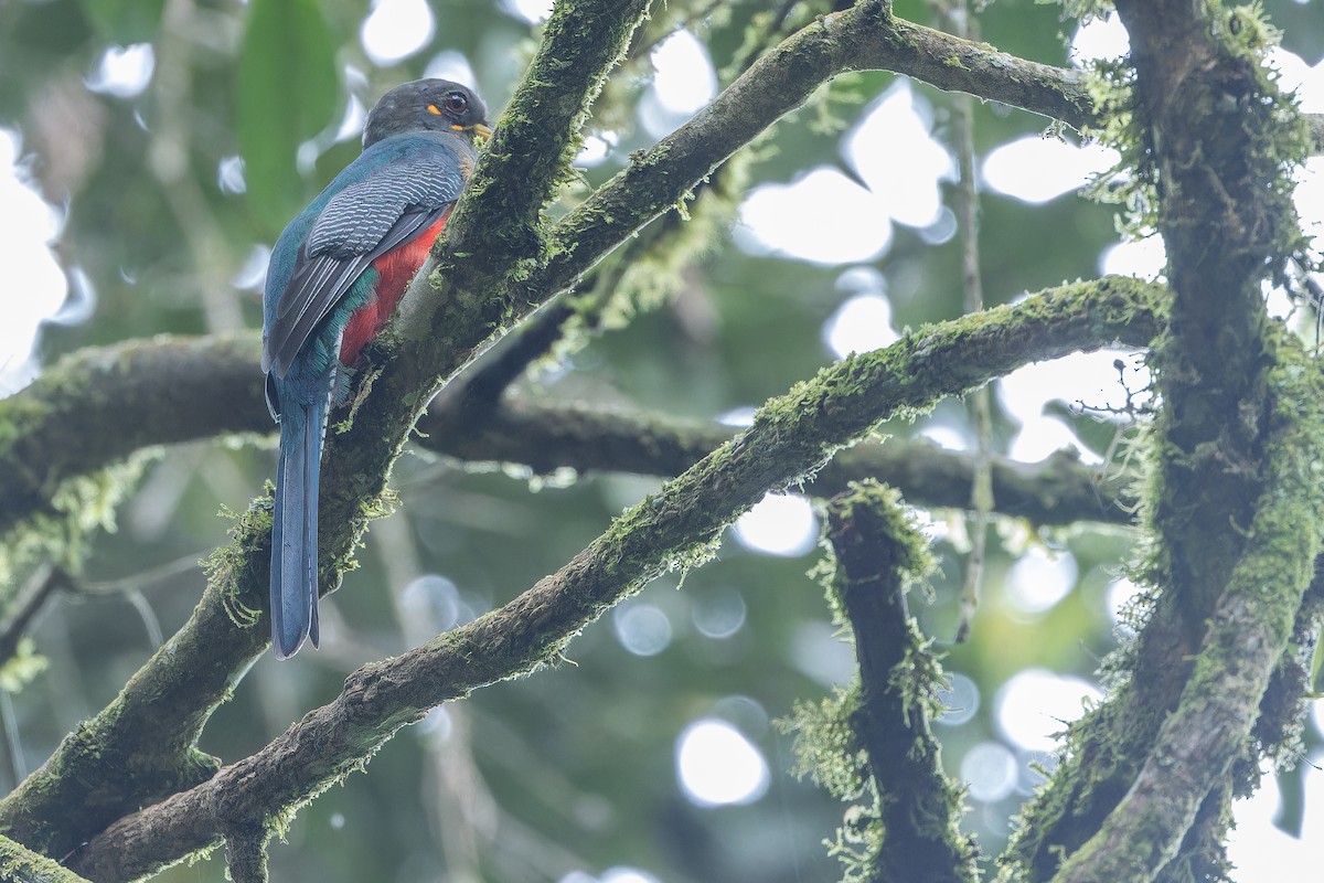 Bar-tailed Trogon - ML642437862