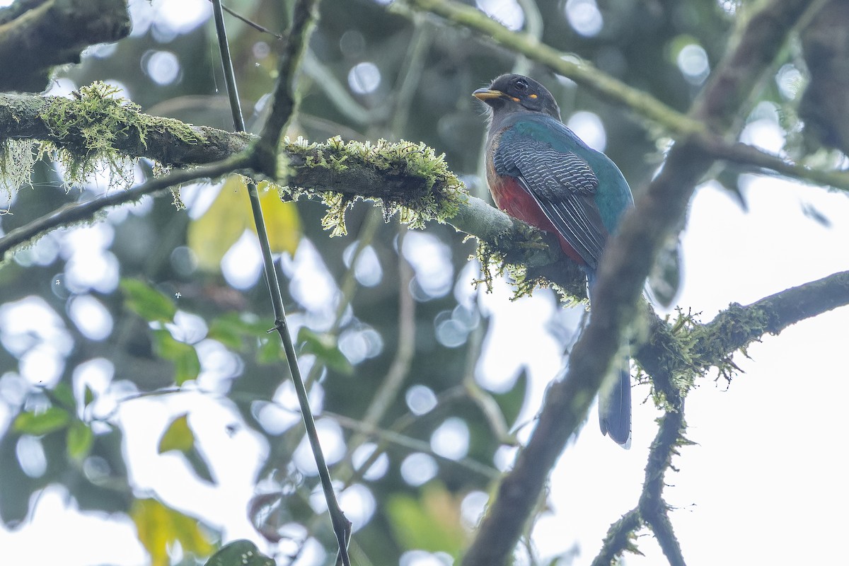 Bar-tailed Trogon - ML642437863