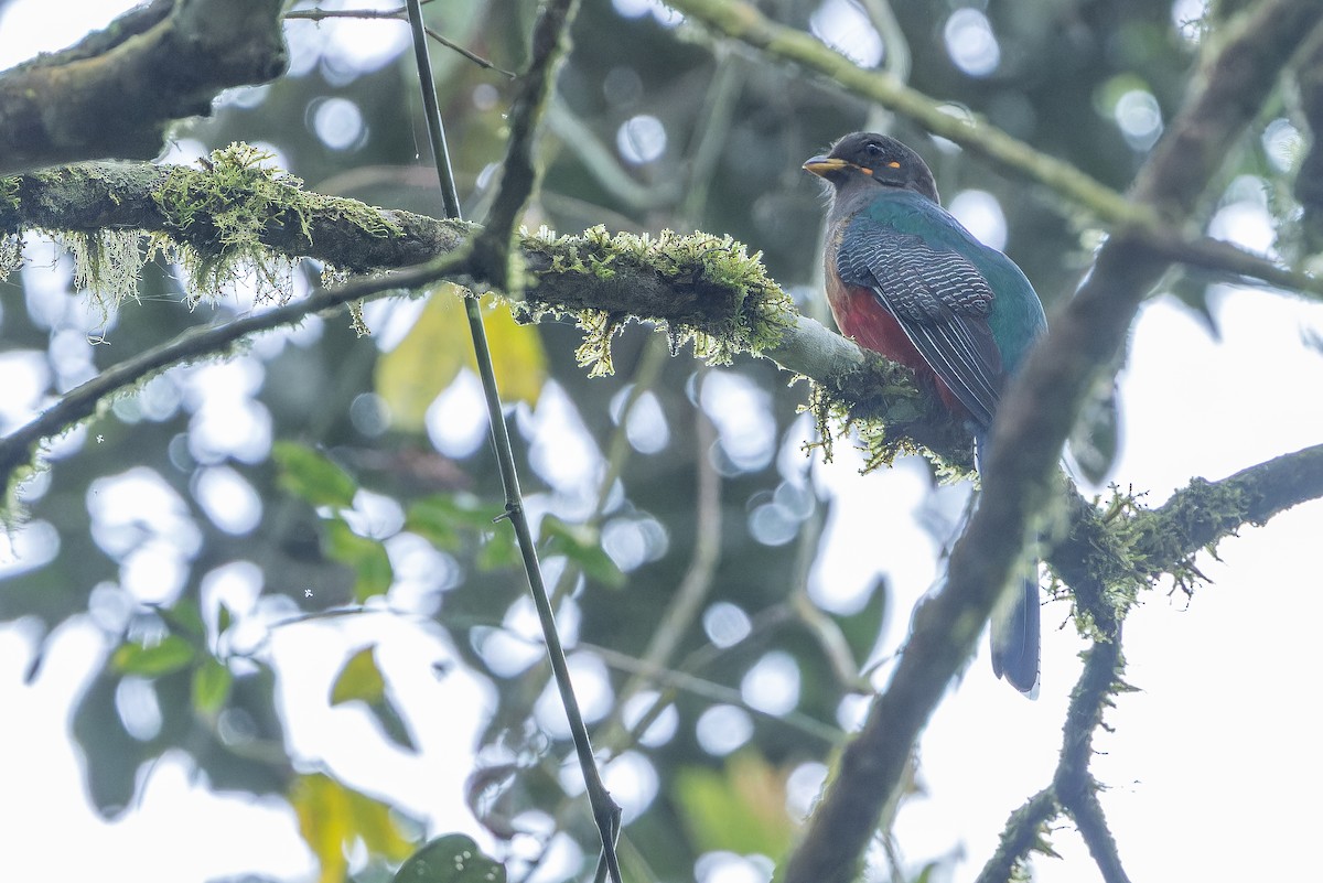 Bar-tailed Trogon - ML642437864