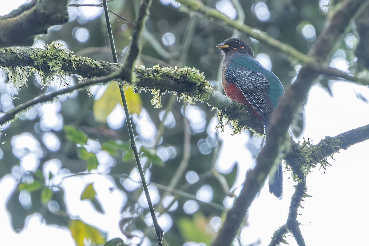 Bar-tailed Trogon - ML642437865
