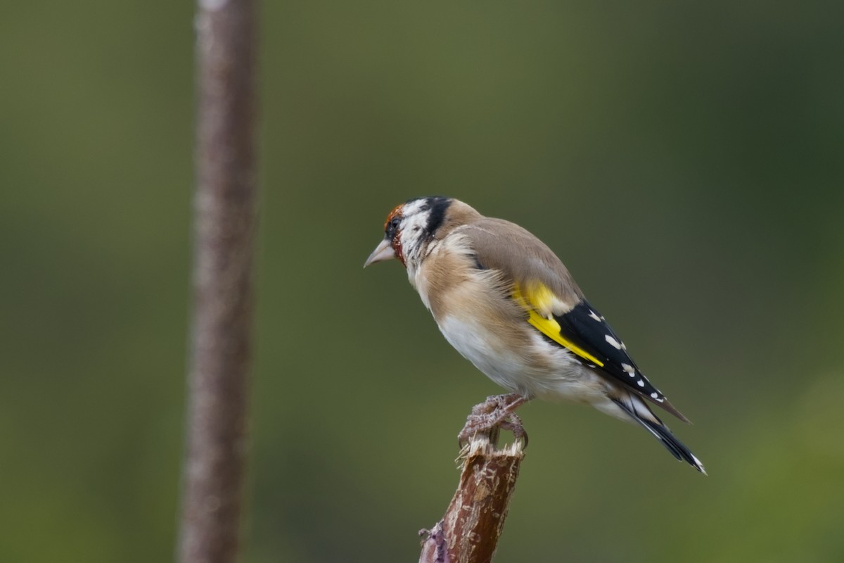 European Goldfinch - ML642437870