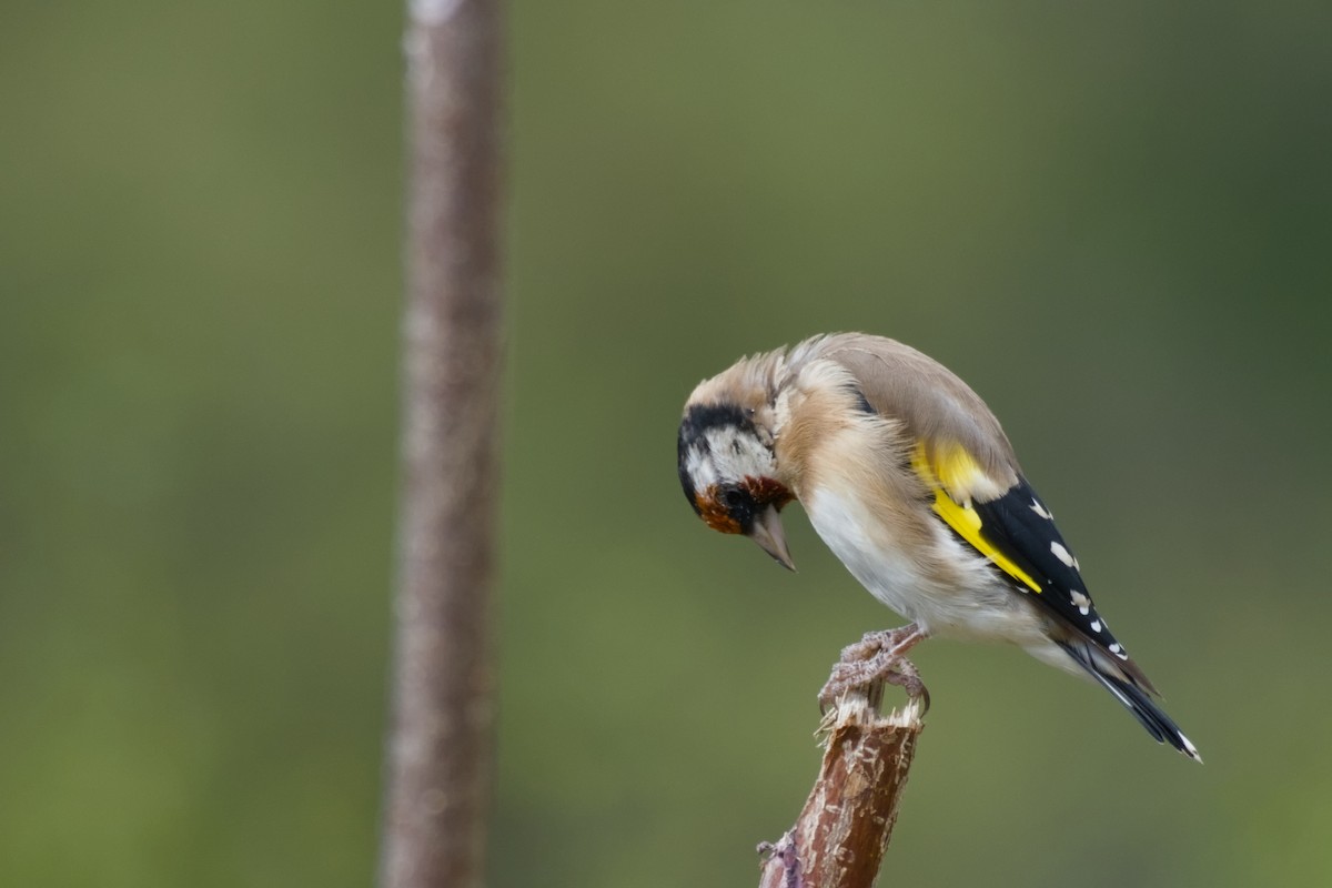 European Goldfinch - ML642437871