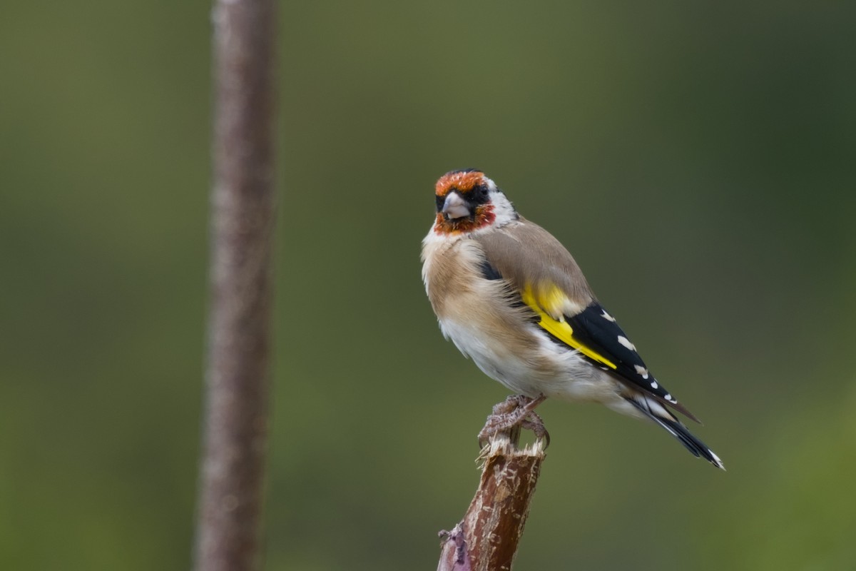 European Goldfinch - ML642437872