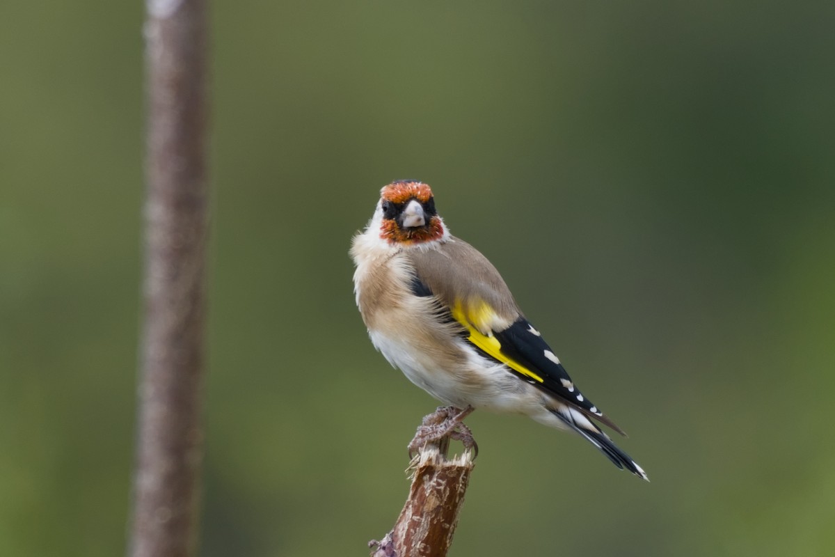 European Goldfinch - ML642437873