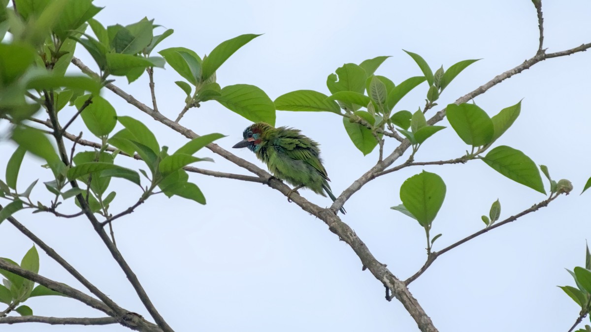 Blue-eared Barbet - ML642437914