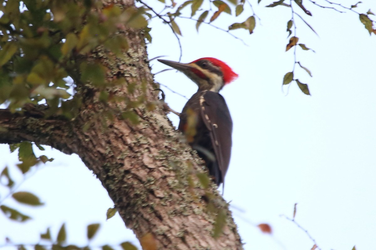 Pileated Woodpecker - ML642437954