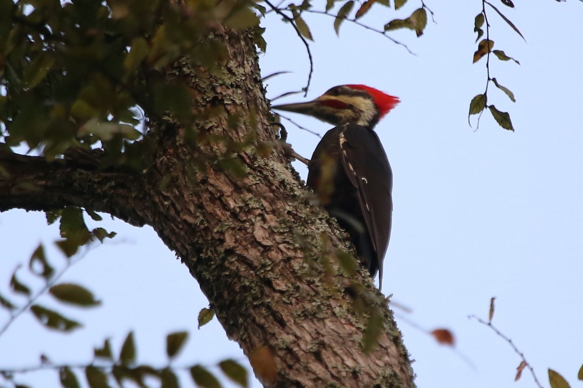 Pileated Woodpecker - ML642437955
