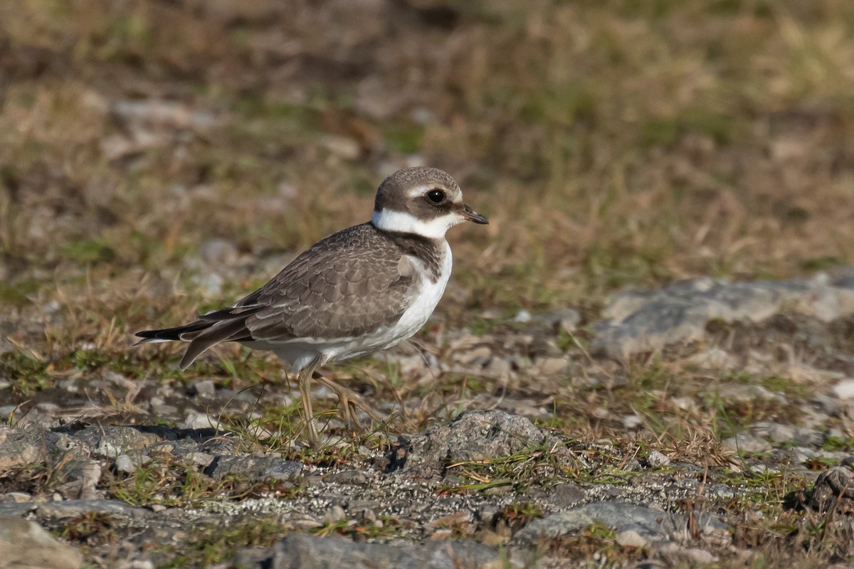 Common Ringed Plover - ML642437958