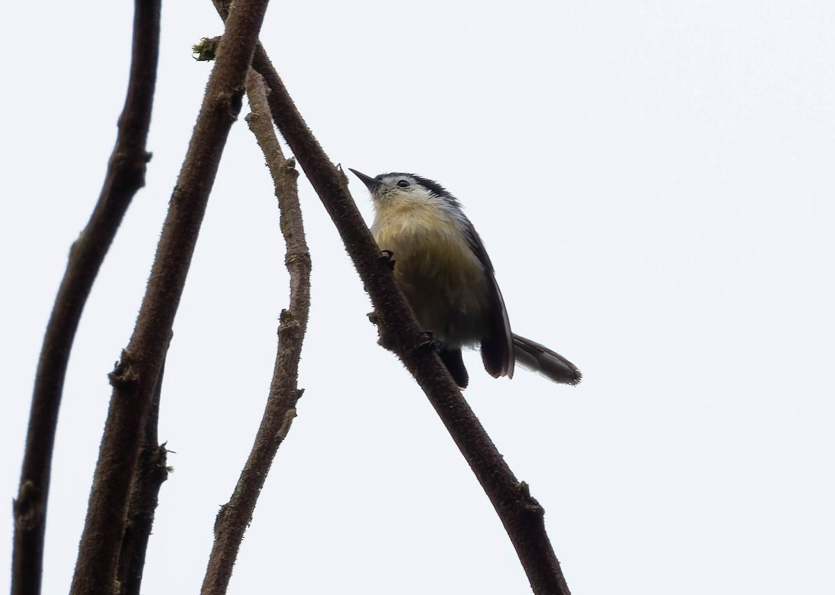 Creamy-bellied Gnatcatcher - ML642437993