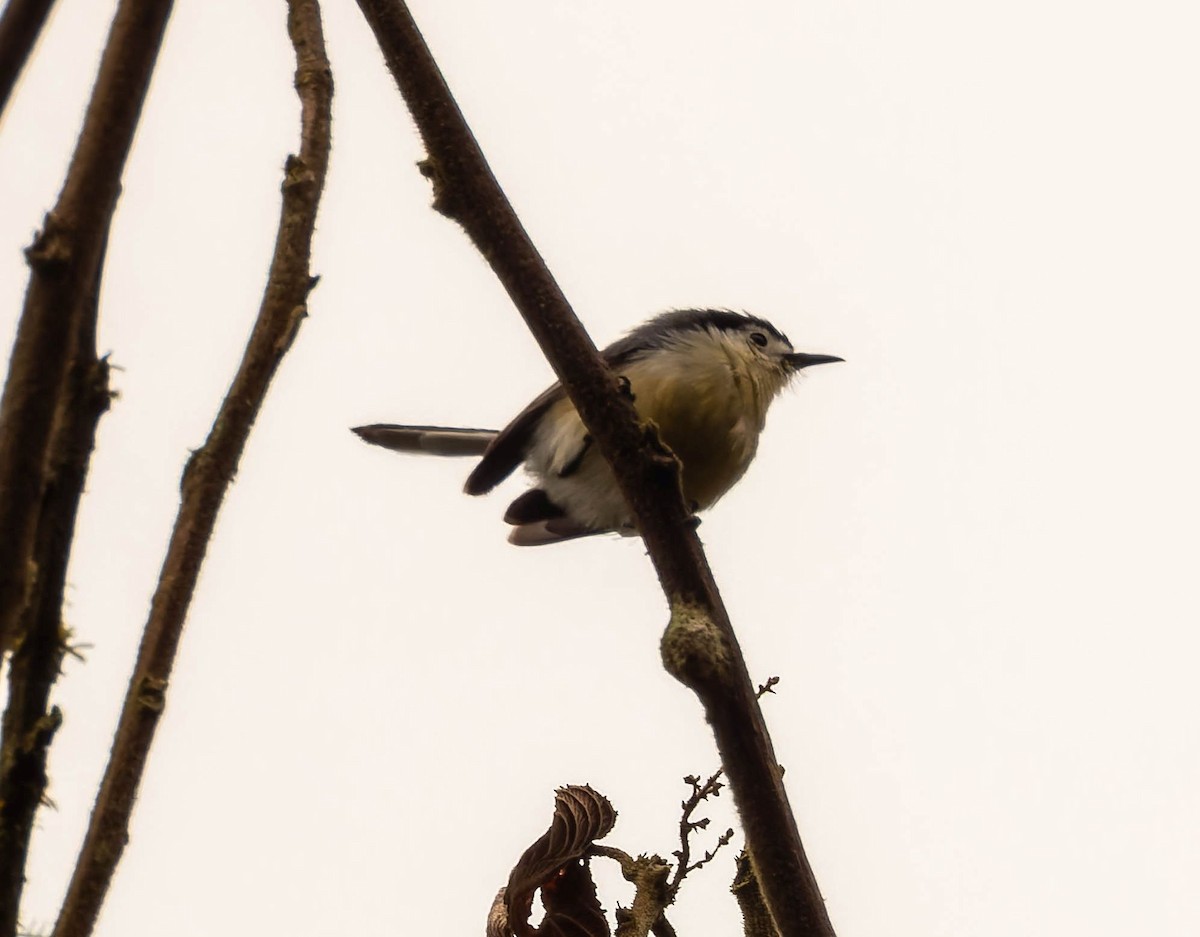 Creamy-bellied Gnatcatcher - ML642437994