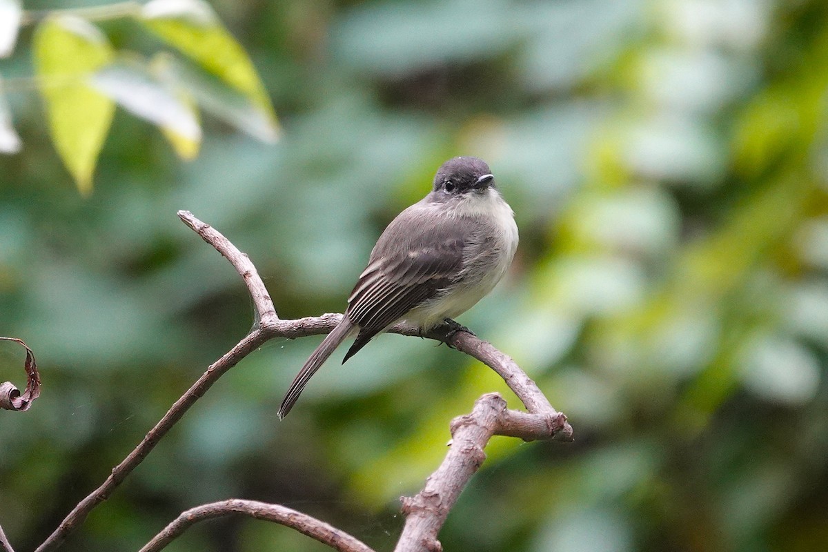 Eastern Phoebe - ML642438002