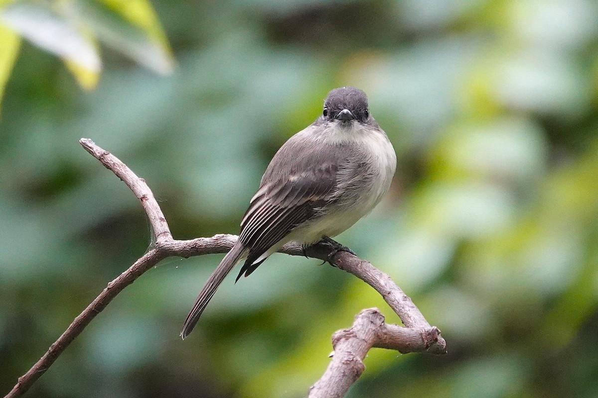 Eastern Phoebe - ML642438003
