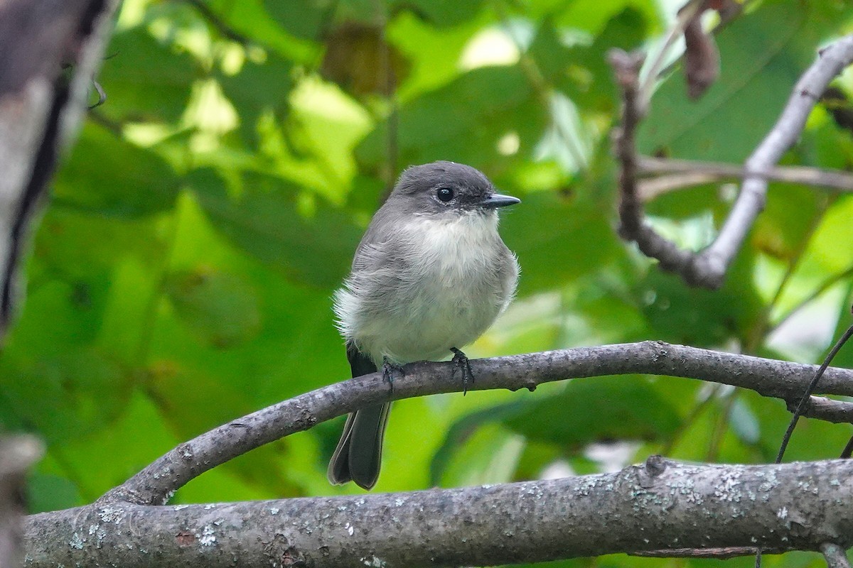 Eastern Phoebe - ML642438004