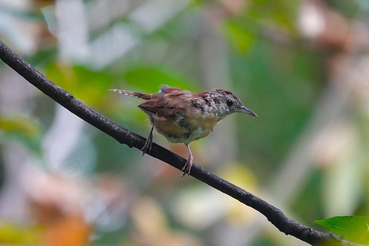 Carolina Wren - ML642438072