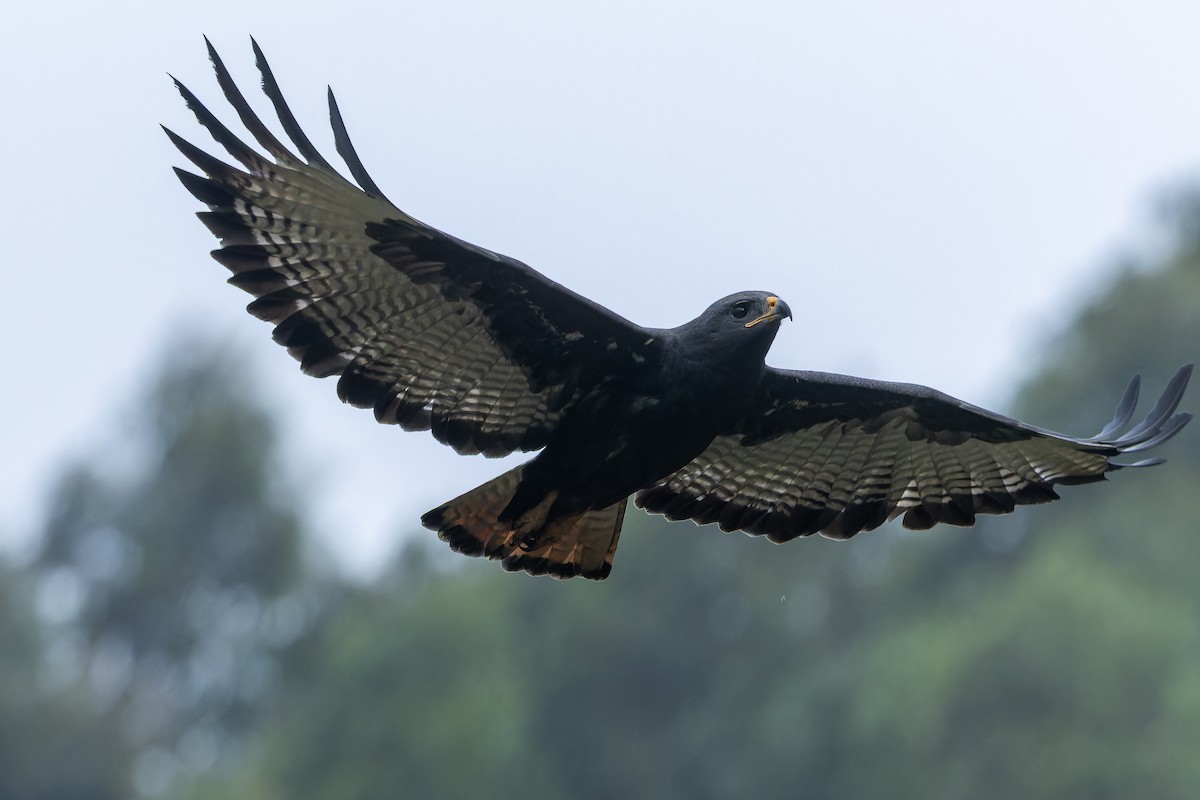 Augur Buzzard (Augur) - ML642438084