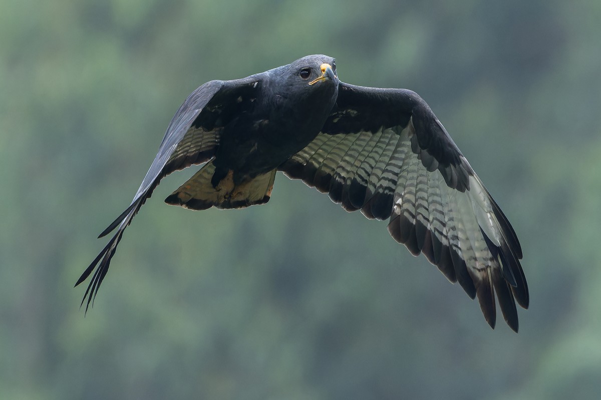 Augur Buzzard (Augur) - ML642438089