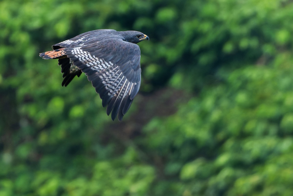 Augur Buzzard (Augur) - ML642438091
