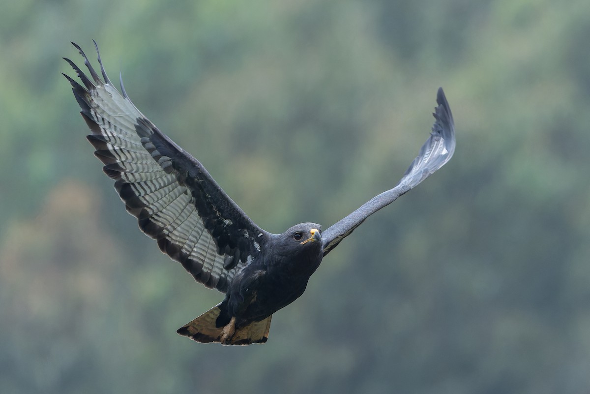 Augur Buzzard (Augur) - ML642438092