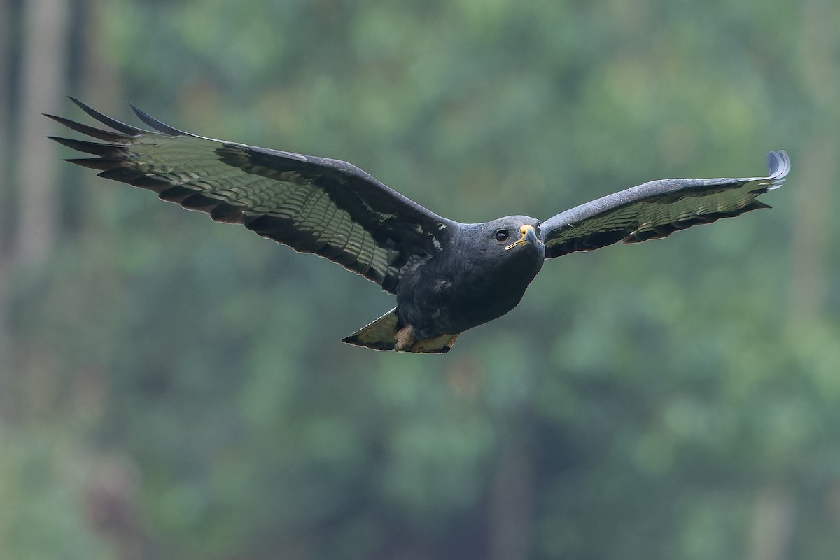 Augur Buzzard (Augur) - ML642438094