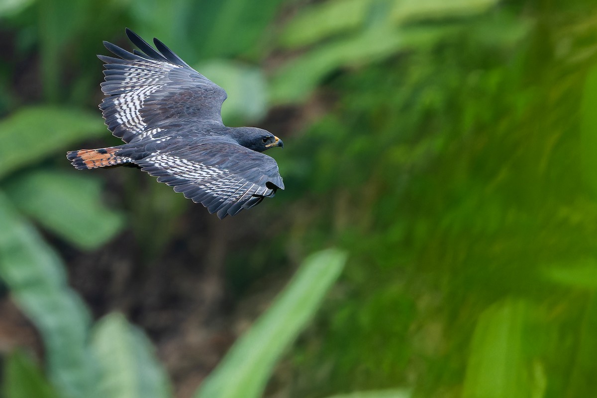 Augur Buzzard (Augur) - ML642438095