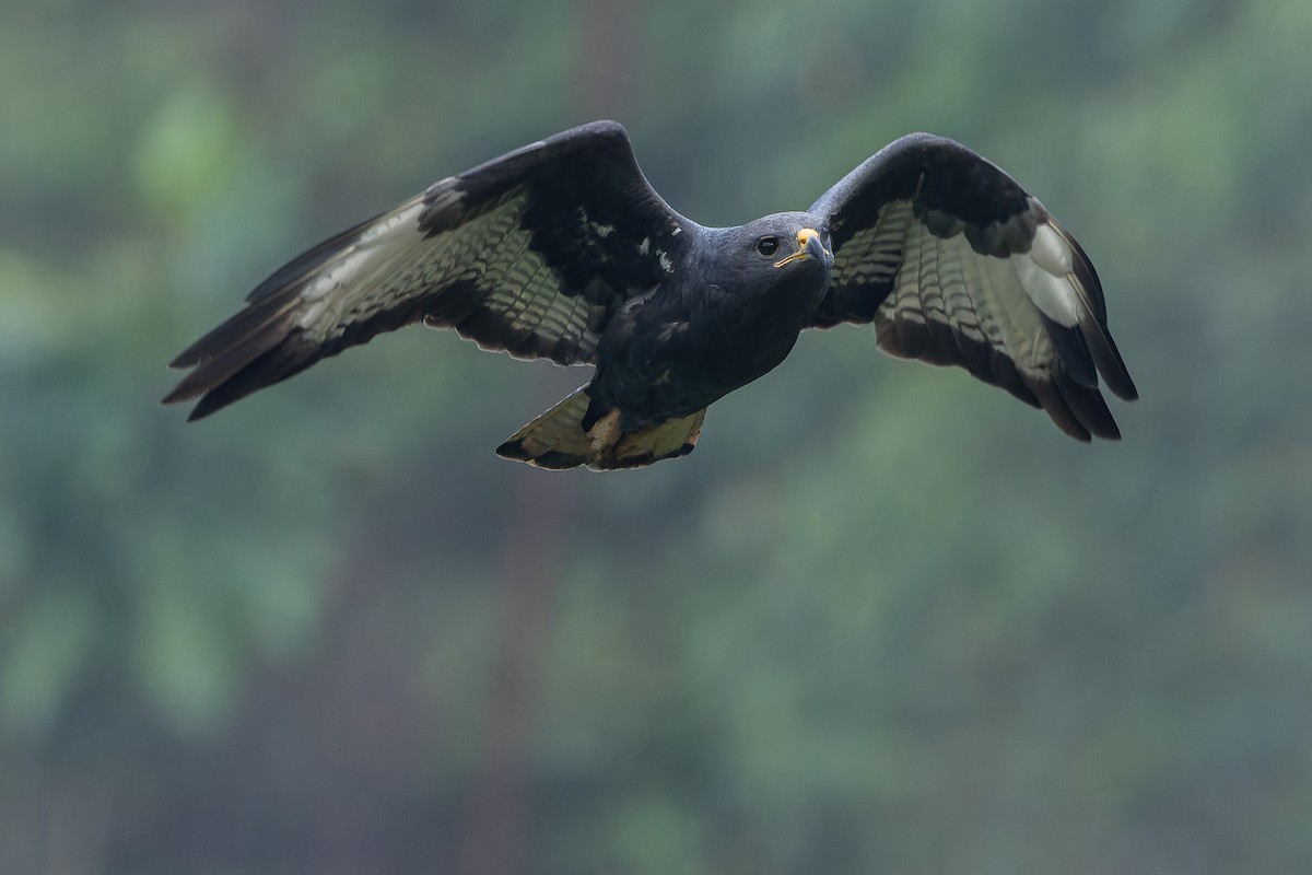 Augur Buzzard (Augur) - ML642438096