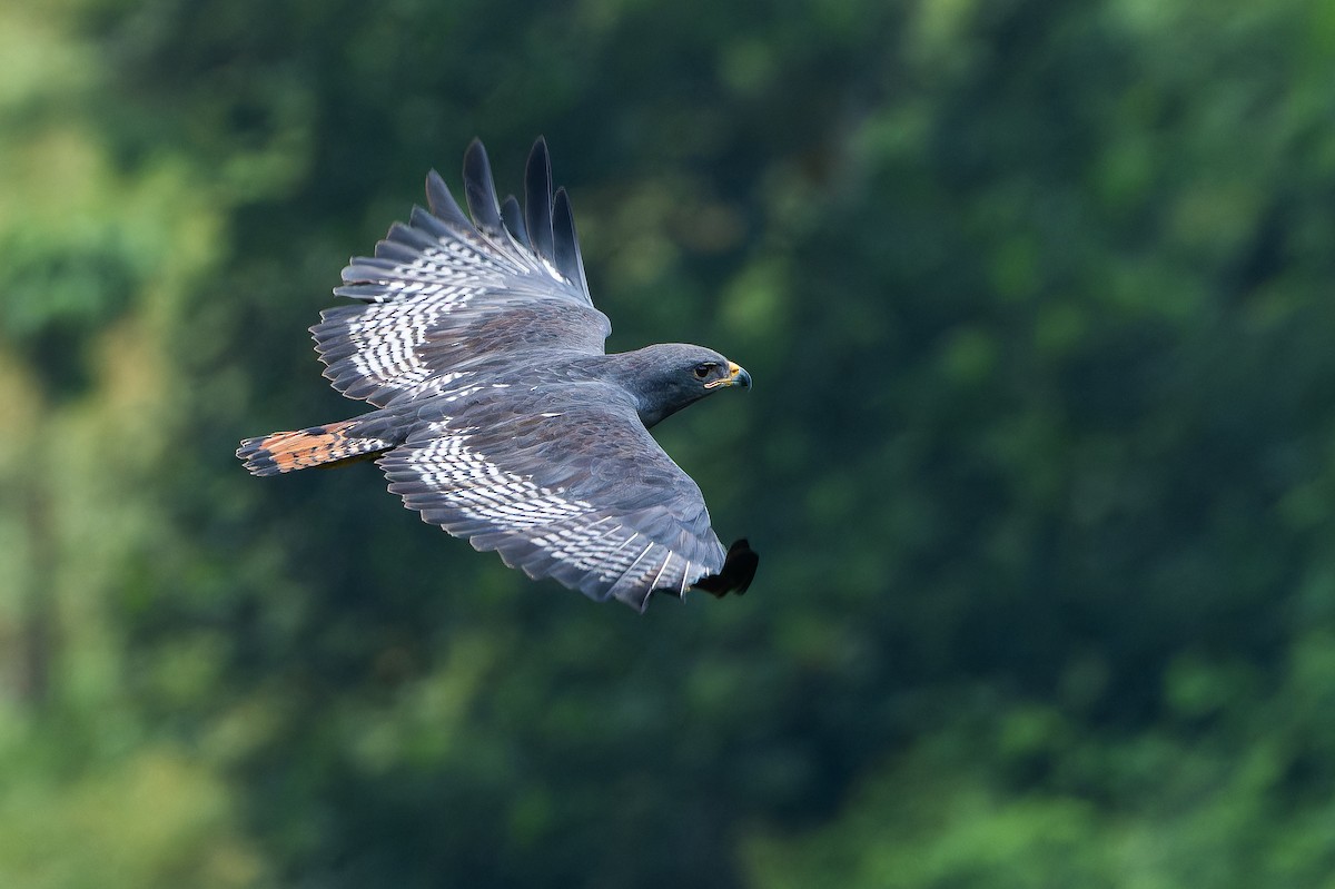 Augur Buzzard (Augur) - ML642438097
