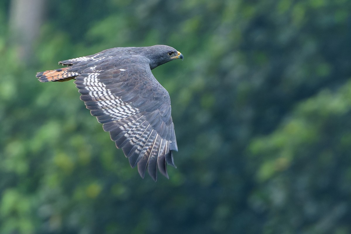 Augur Buzzard (Augur) - ML642438098