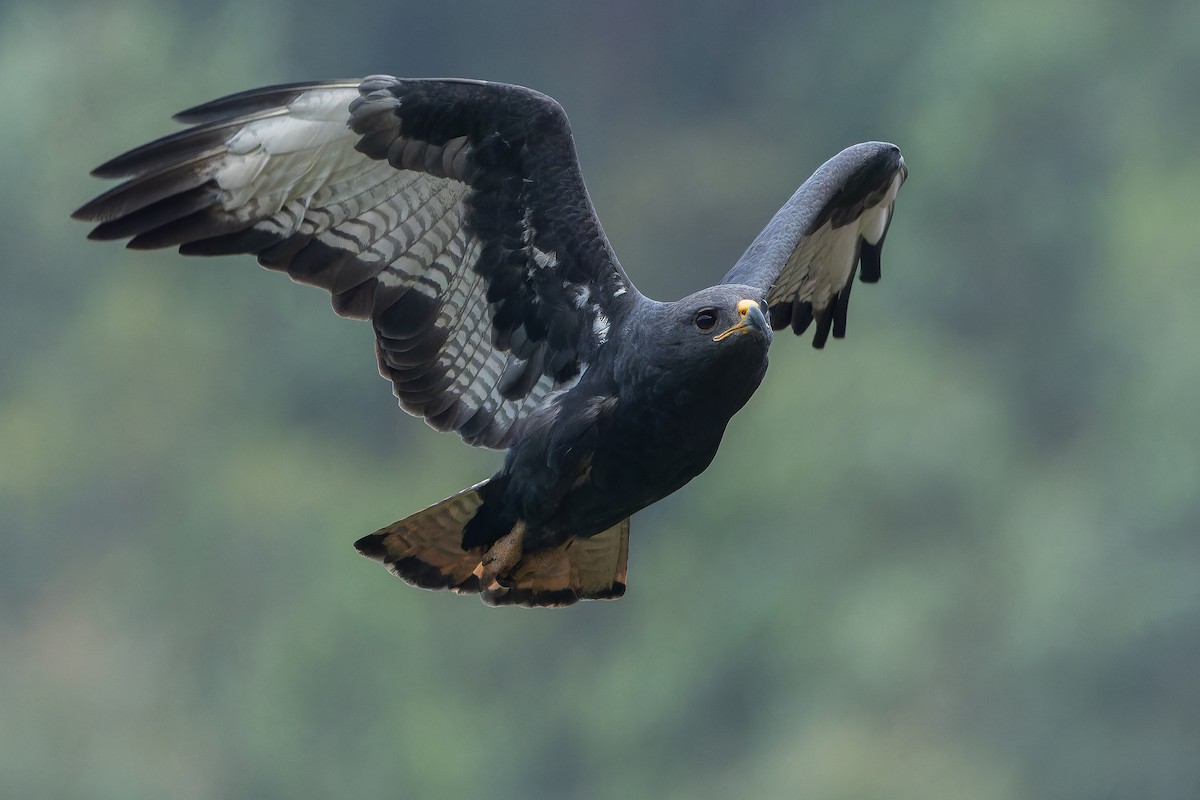 Augur Buzzard (Augur) - ML642438099