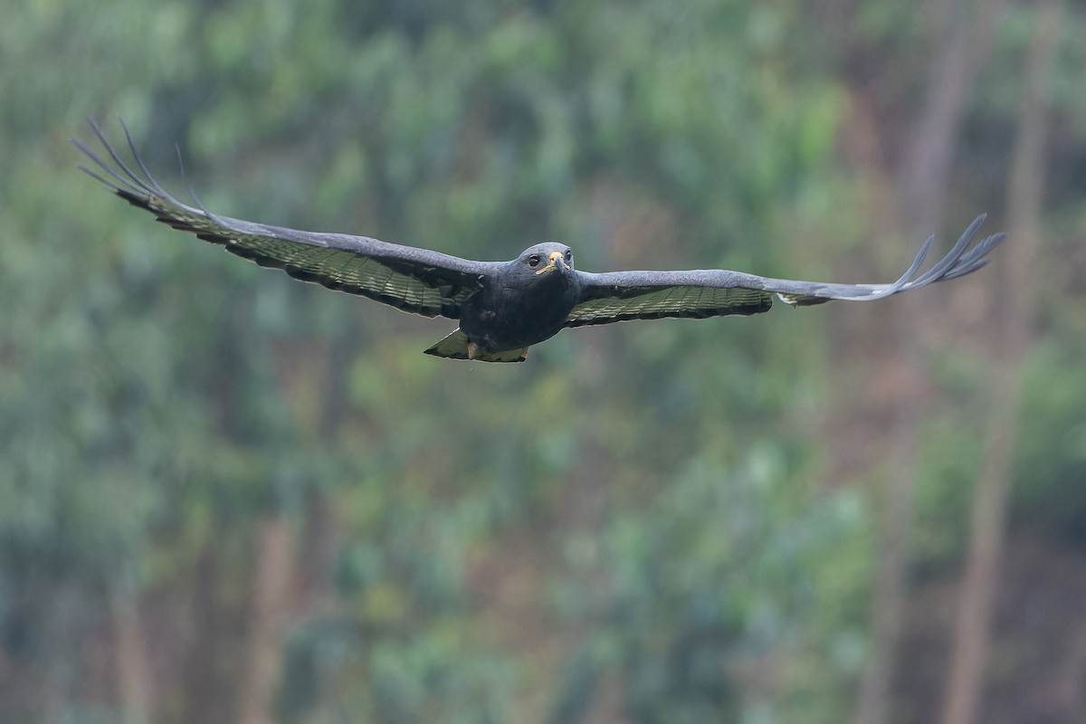 Augur Buzzard (Augur) - ML642438100